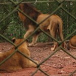 zoosafari15